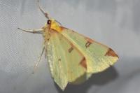 Opisthograptis luteolata