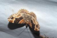 Xanthorhoe spadicearia/ferrugata