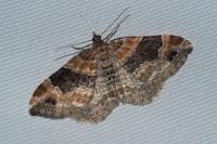 Xanthorhoe spadicearia/ferrugata