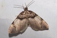 Anticlea derivata