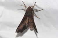 Odontopera bidentata