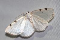 Lomographa bimaculata