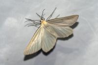 Siona lineata