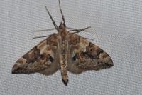 Thera britannica/variata