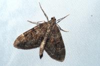Thera britannica/variata