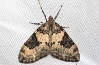 Thera vetustata