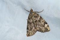 Chloroclysta siterata