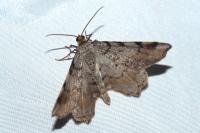Macaria liturata