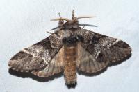 Drymonia dodonaea