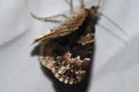 Electrophaes corylata