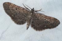 Eupithecia