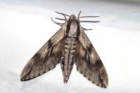 Hyloicus pinastri