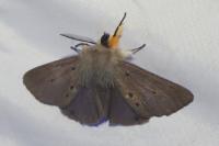 Diaphora mendica