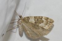 Thera britannica/variata