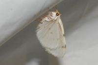 Lomographa bimaculata