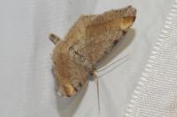 Macaria liturata