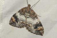 Dysstroma truncata