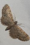 Eupithecia satyrata