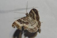 Epirrhoe alternata