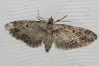 Eupithecia exiguata