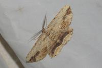 Menophra abruptaria