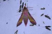 Deilephila porcellus
