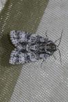 Acronicta rumicis