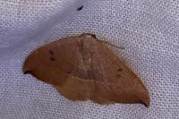 Watsonalla uncinula