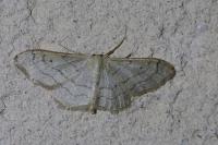 Idaea aversata