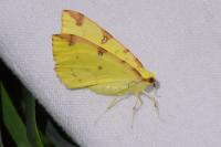 Opisthograptis luteolata