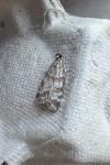 Scoparia