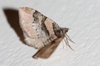 Catarhoe rubidata