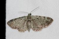 Pasiphila rectangulata