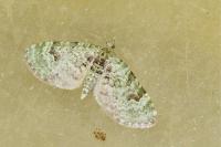 Chloroclystis v-ata