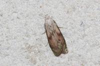 Aphomia sociella