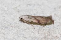Aphomia sociella
