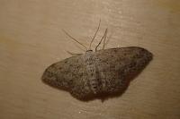 Idaea seriata