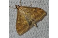 Ostrinia nubilalis