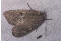 Fissipunctia ypsillon