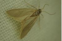 Acentria ephemerella