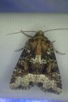 Oligia