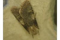 Agrotis puta
