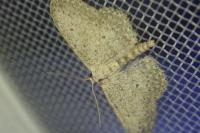Idaea seriata
