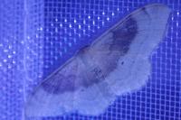 Idaea degeneraria