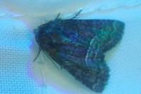 Oligia latruncula