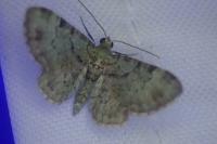 Pasiphila rectangulata