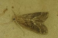 Parapoynx stratiotata