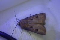 Agrotis exclamationis exclamationis