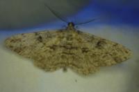 Peribatodes rhomboidaria rhomboidaria