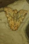 Conisania luteago olbiena